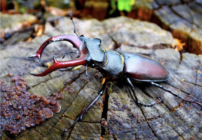 Жители  Подмосковья обнаружили краснокнижного жука 