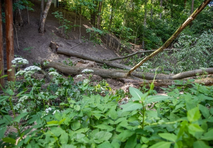В Звенигороде ищут неизвестных, срубивших 15 деревьев в Малиновом овраге 