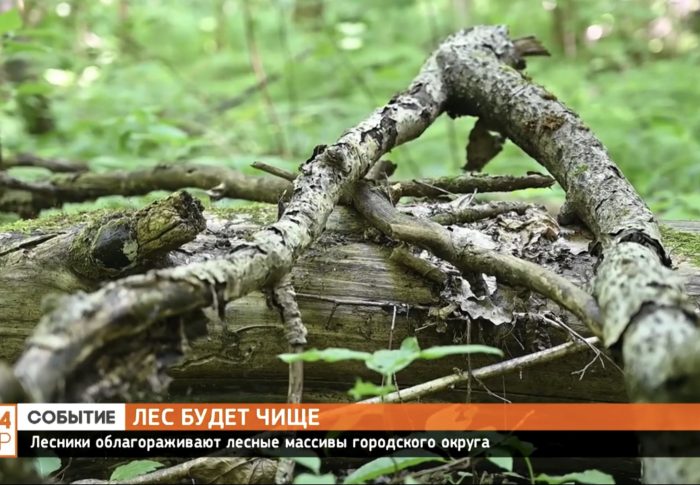 В городском округе Сергиев Посад приводят в порядок лес