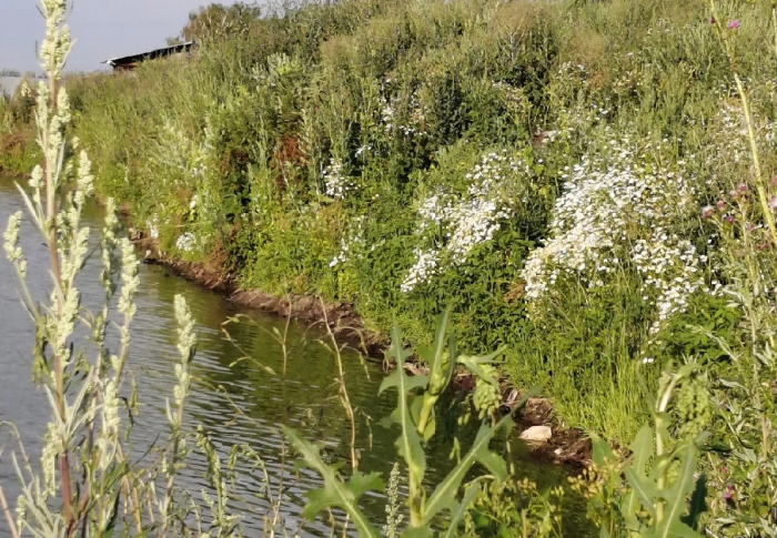 Пруд в селе Клемово переживает не лучшие времена после прошлогодней очистки по программе «100 прудов и озёр»