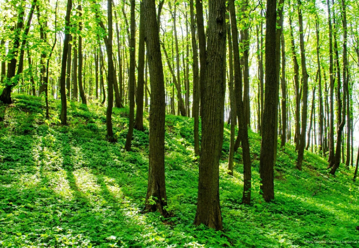 ВООП Московской области заступается за реликтовый липовый  лес, отданный под застройку дач в Королёве