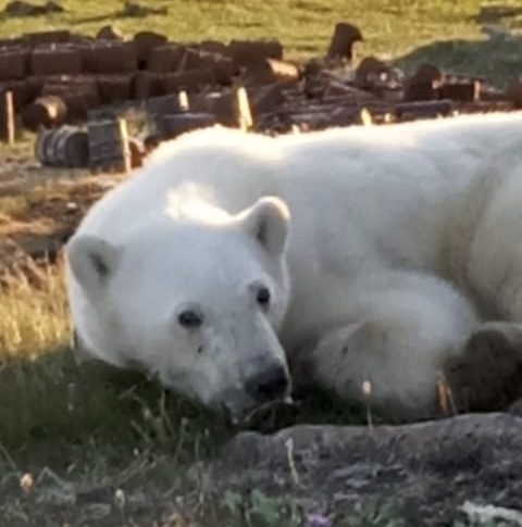 Почти двое суток потребовалось на спасение белого медведя, пострадавшего от Человека