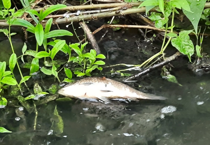 В реке Малая Горетовка замор рыбы: местные жители  заметили экологическую катастрофу