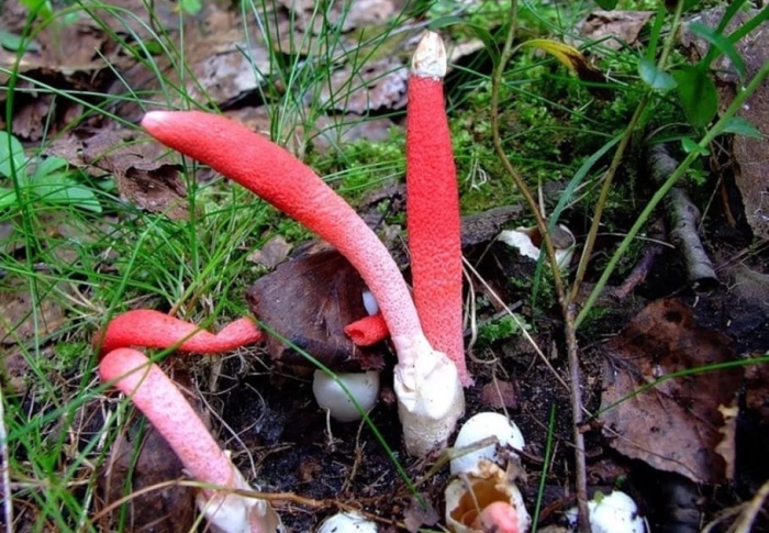 В Подмосковных лесах появились краснокнижные грибы интересного вида