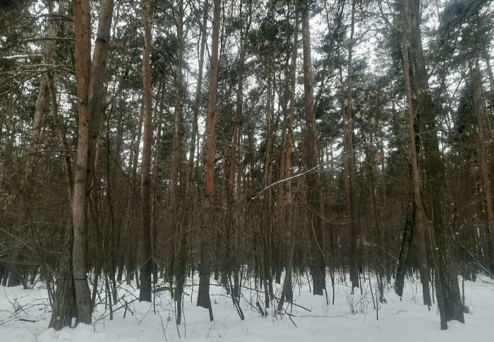 Из-за большого общественного резонанса делом Булонского леса в Раменском округе займутся следователи 