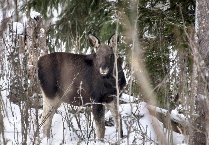 240 тысяч рублей заплатит охотник, убивший молодого лося в городском округе  Шатура 