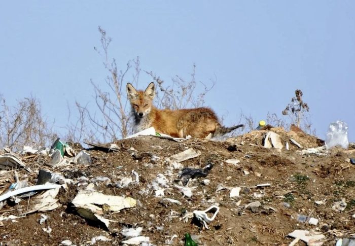 Министерство экологии Московской области рассказало, как мусорные полигоны вредят не только людям, но и животным