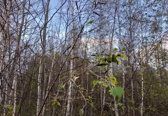 От нашествия непарного шелкопряда уже пострадали минимум 6 регионов России. Сообщение о пострадавших деревьях приходят и с юга Московской области 