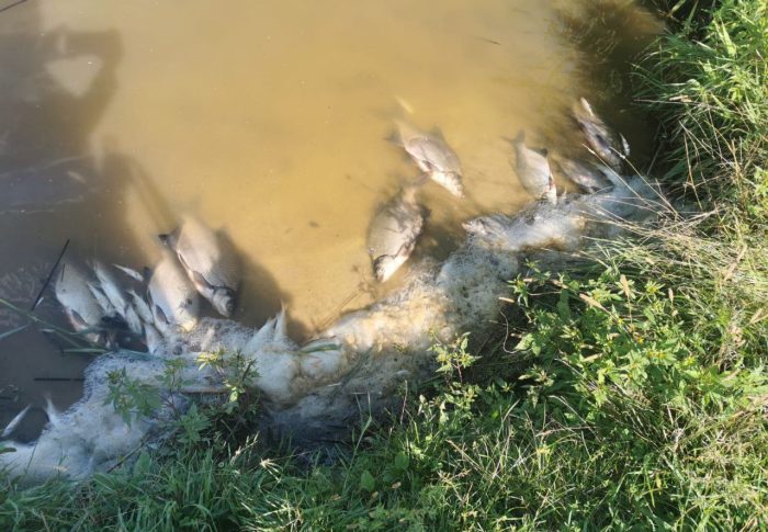Очевидцы зафиксировали замор рыбы на реке Щелинке в г.о. Коломна 