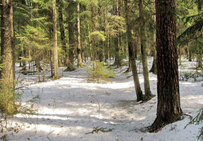 В России предложили разрешить сплошные рубки в защитных лесах для строительства горнолыжных комплексов 