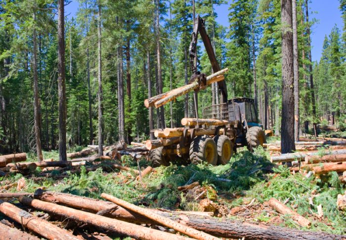Сенаторы предложили освободить лесозаготовителей от возмещения вреда окружающей среде