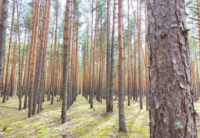 Сохранить городские леса: в России предложили запретить изменение границ земель, на которых располагаются городские леса до внесения о них данных в ЕГРН 