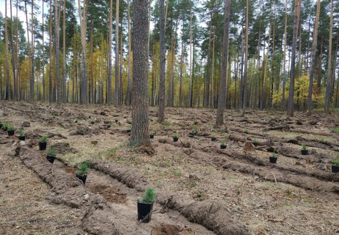 14 мая — Всероссийский день посадки леса
