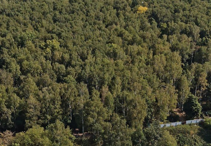 Следственный комитет России обратил внимание на лес в Люберцах 